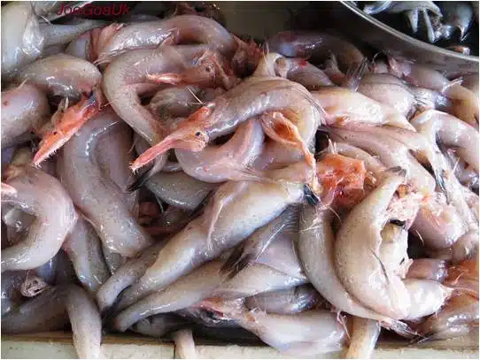 Bombay duck Fishery