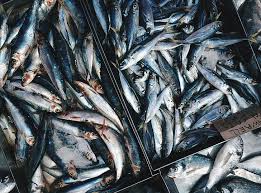 Mackerel fishery