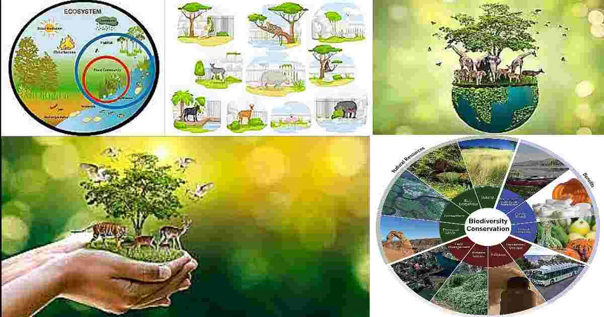 Zoology in Relation to the Environment