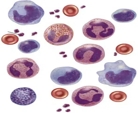 Blood: Defination, Components, Strucutre and Functions