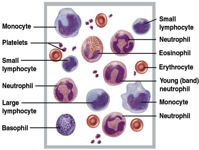 White Blood Cells (WBCs): Morphology