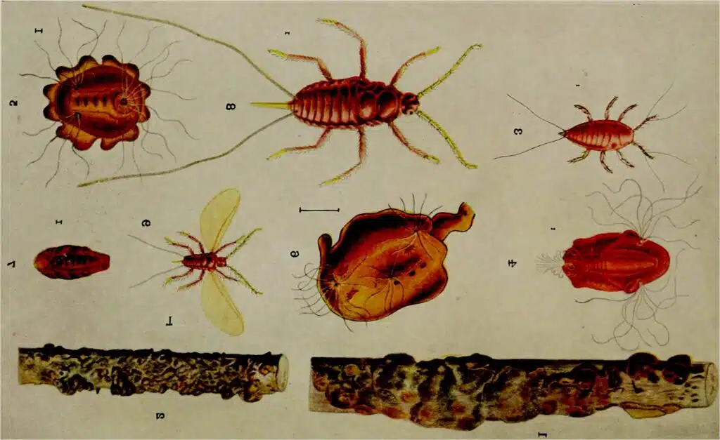 Morphology of Laccifer lacca