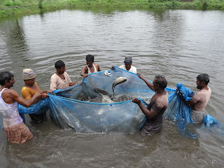 Stocking Pond