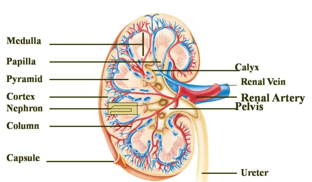 Urinary System: Definition, Structure, And Functions