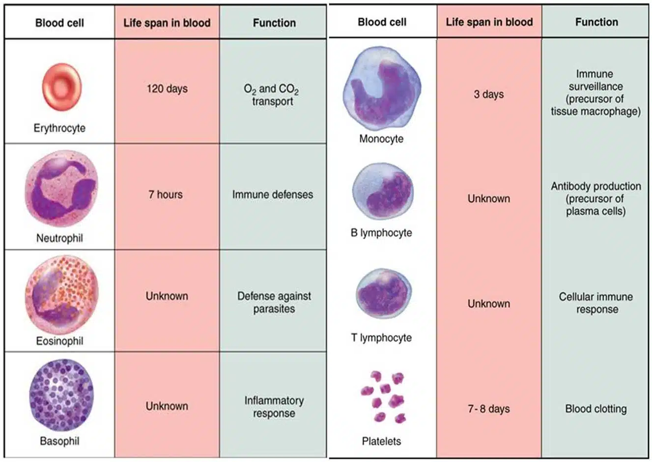 Blood Cells Count