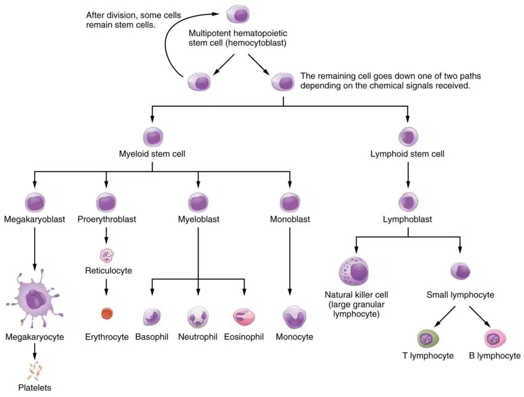 Blood smear for a differential white blood cell (WBC) count