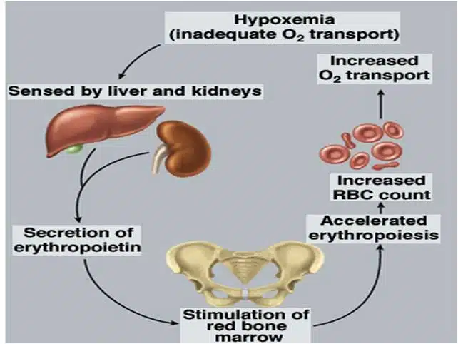 Blood: Defination, Components, Strucutre and Functions