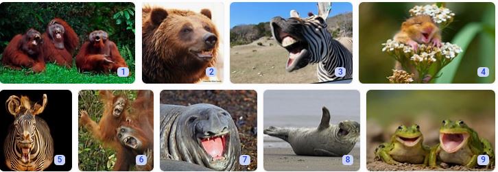 Laughing animals