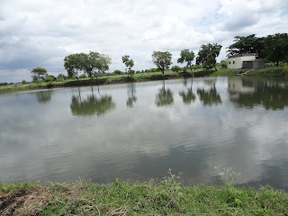 nursery pond