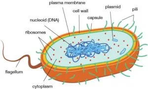 Prokaryotic Cell