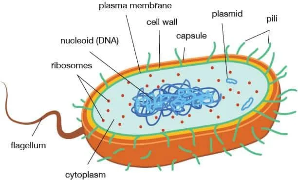 Prokaryotic Cell