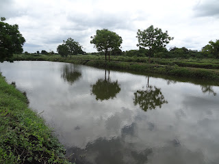 Rearing Pond and management