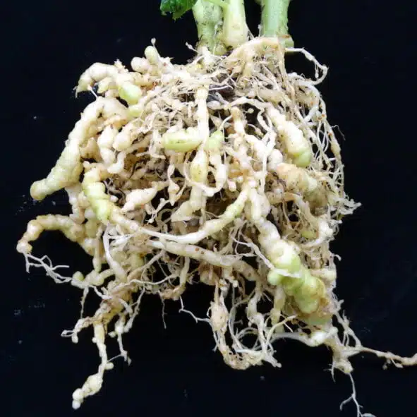 Importance of nematodes for Crop production