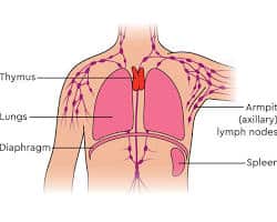 Cell Biology -Thymus Gland