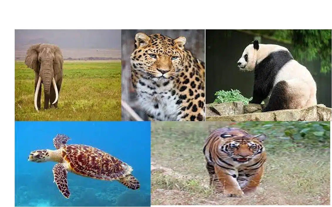 Endangered wild animal