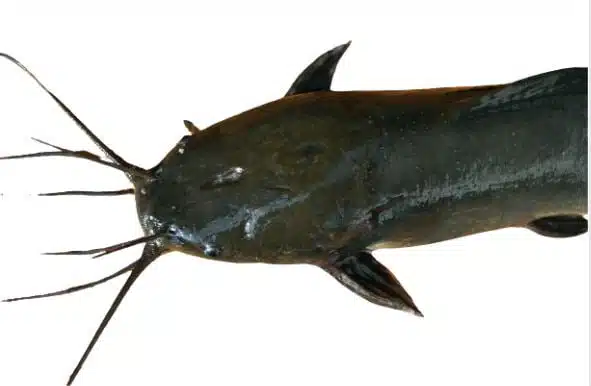 The Conservation of Freshwater Catfish Clarias Batrachus