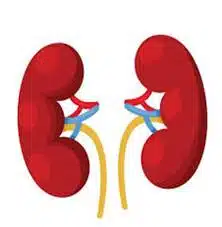 renal function test