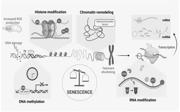 Theories of Developmental Biology