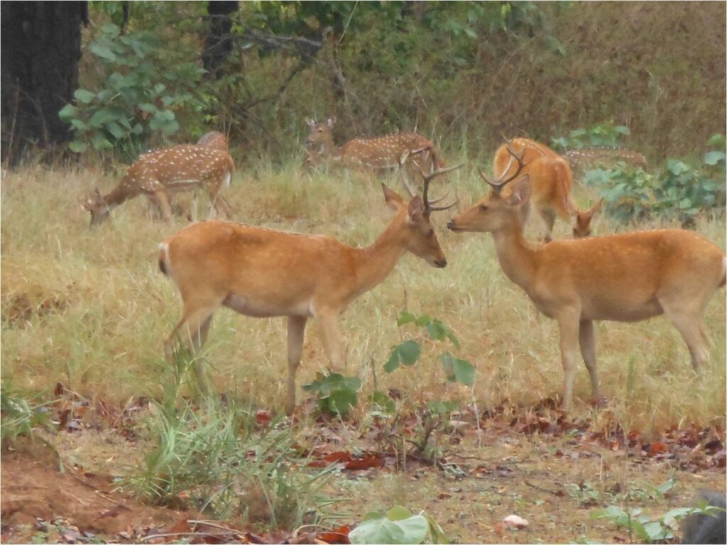Deer at kanha National park