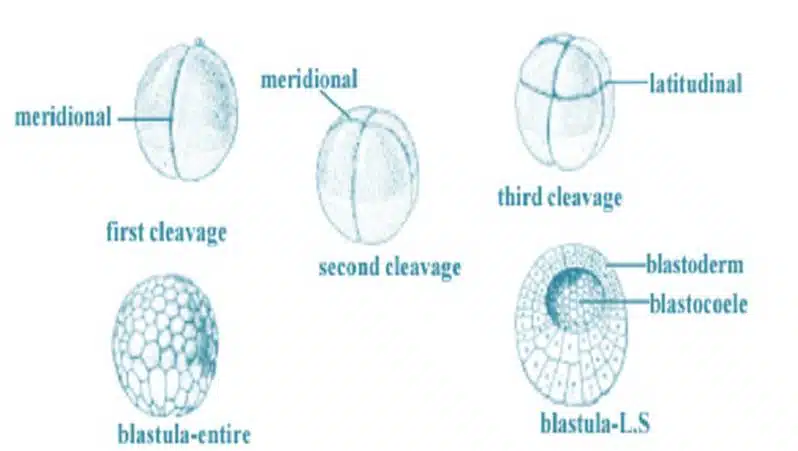 Cleavage Stages of Embryonic Development