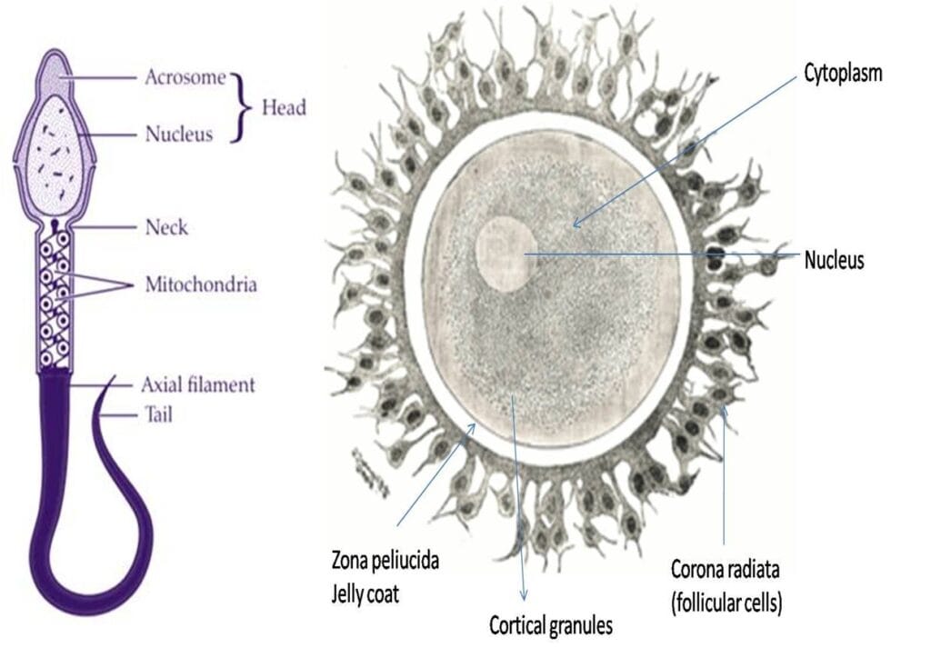 Structure Of Gametes: Sperm And Ovum