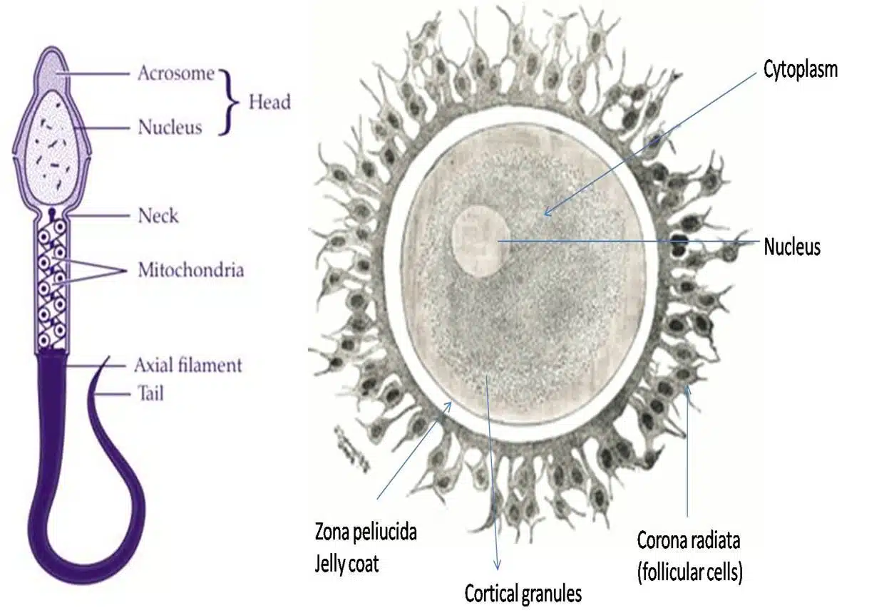Structure of gametes