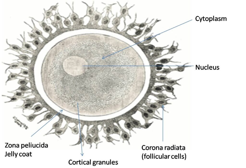 Structure Of Gametes: Sperm And Ovum