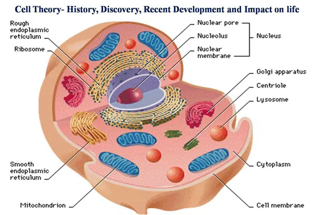 Cell Theory