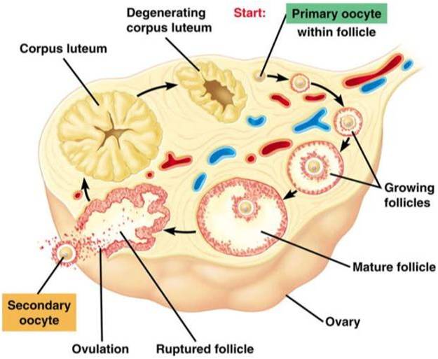 Gametogenesis-oogenesis and ovulation