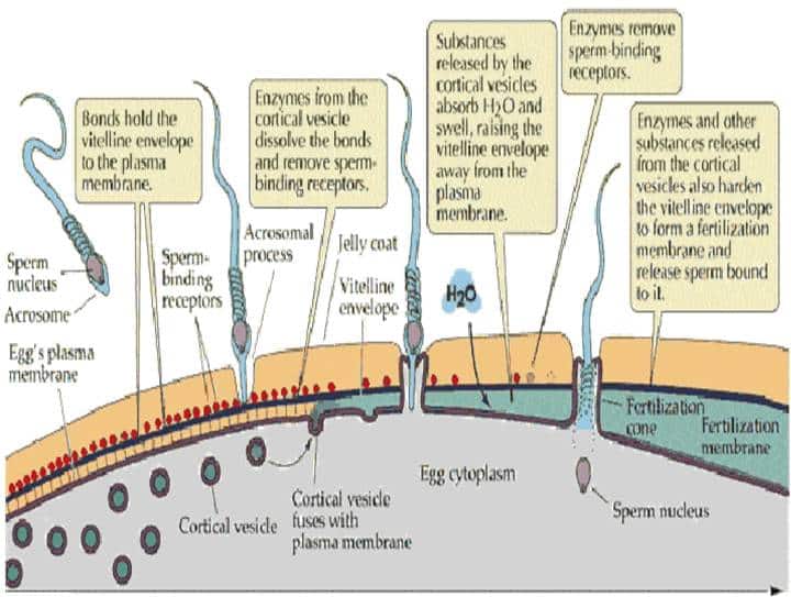 Fertilization