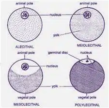 Types of Eggs
