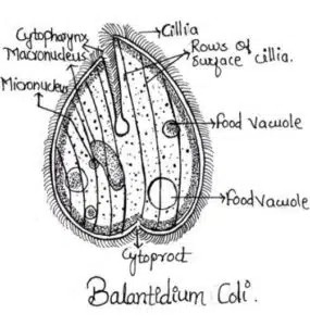 Protozoa - Balantidium-coli