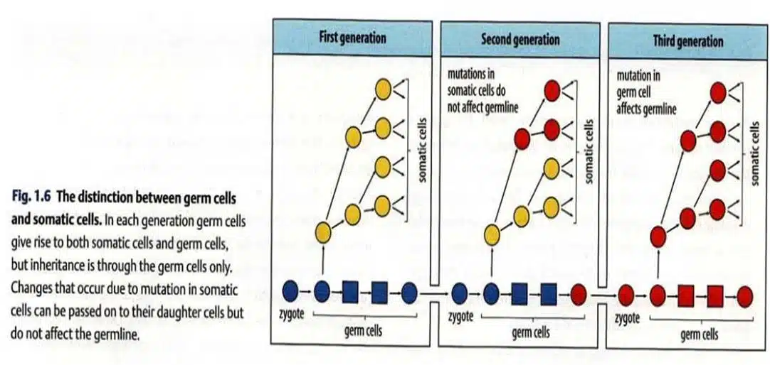 Evolution of Developmental Biology
