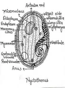 Protozoa-Nyctotherus