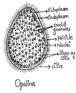 Protozoa- Oplania