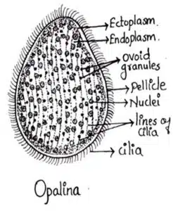 Protozoa- Oplania