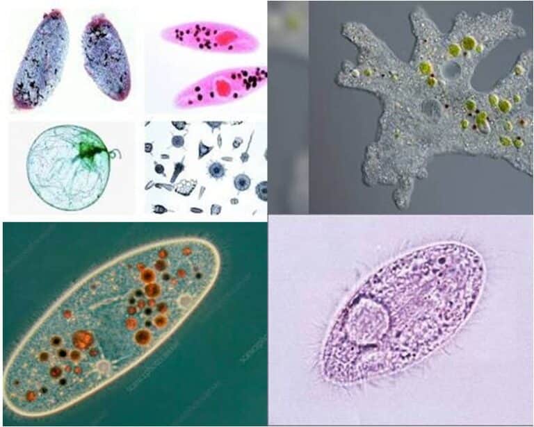 Protozoa: Slides From Ciliates, Opalinates, And Flagellates