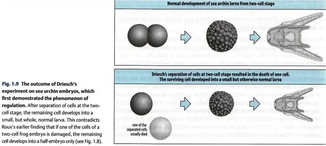 Evolution of Developmental Biology