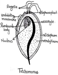 Protozoa -Trichomonas