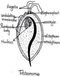 Protozoa -Trichomonas