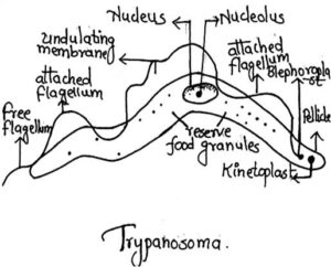 Protozoa - Trypanosoma