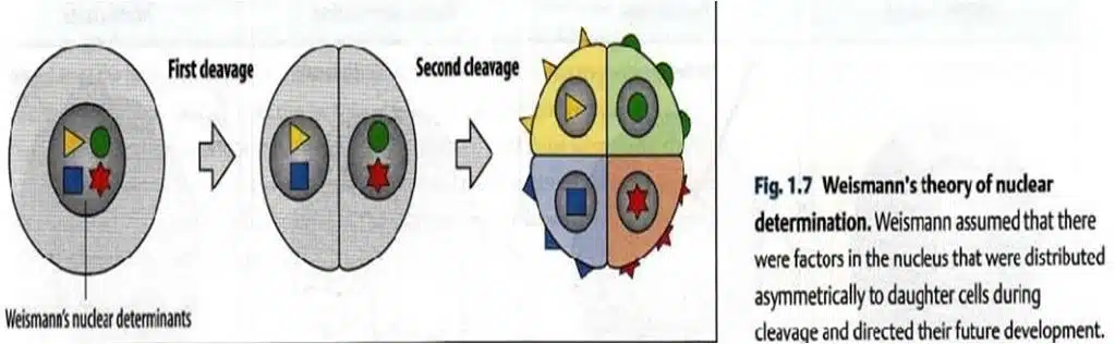 Evolution of Developmental Biology