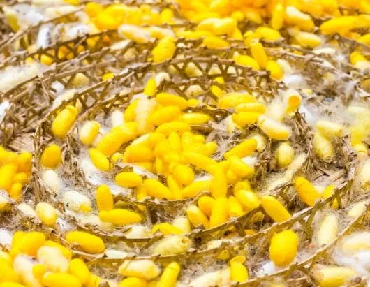 Why Sericulture Important to Society