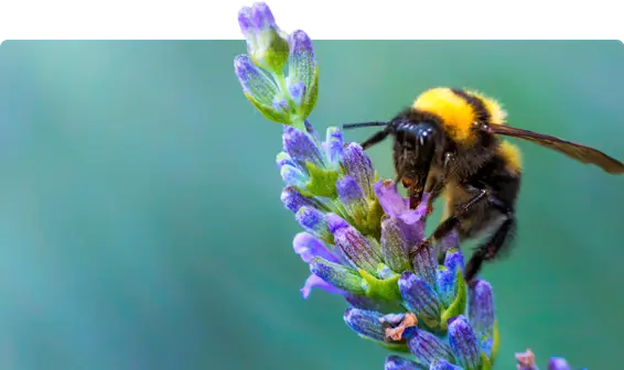 Honey bee Species and subspecies