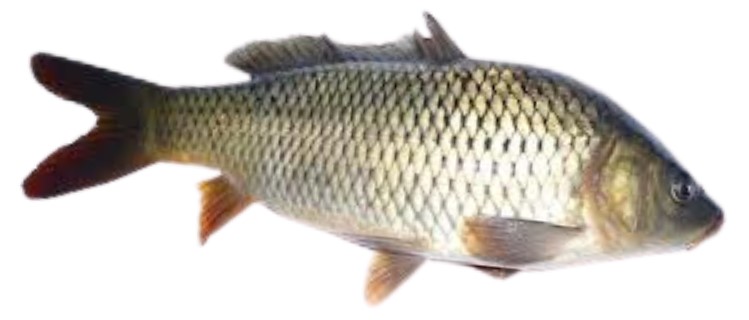 Common carp breeding