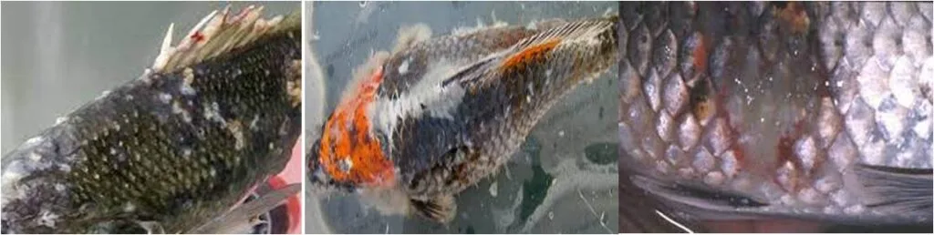 Fish diseases