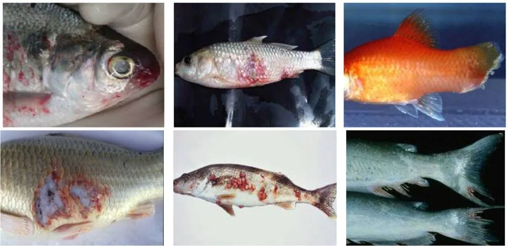 Fish diseases