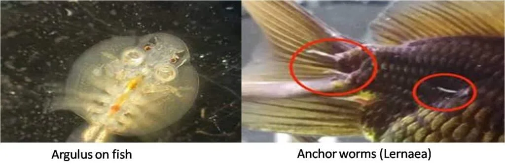 Fish Diseases