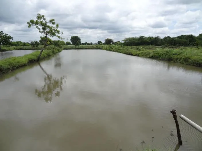 Fish Farm