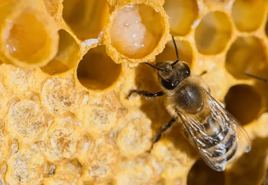 Honey Bee Products: Royal jelly
